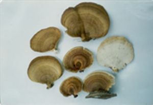 小孔菌屬 小孔菌屬