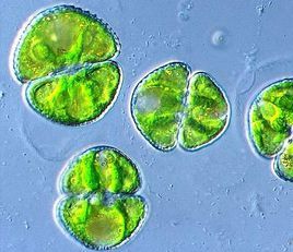 瘤狀凹頂鼓藻 瘤狀凹頂鼓藻