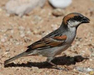 阿布德庫里麻雀 阿布德庫里麻雀