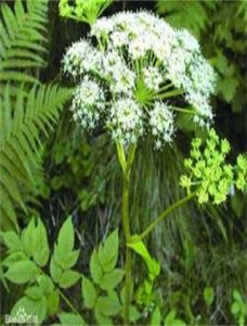 土當歸組 土當歸組