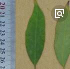 窄葉中華衛矛 窄葉中華衛矛