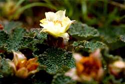 玉山懸鉤子(圖四)