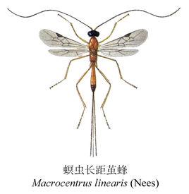 螟蟲長距繭蜂