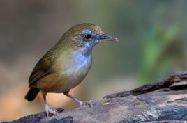 白腹幽鶥滇西亞種 白腹幽鶥滇西亞種