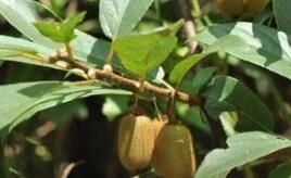 長葉柄獼猴桃 長葉柄獼猴桃