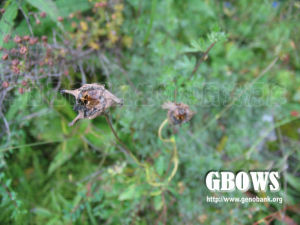 灰毛黨參 灰毛黨參