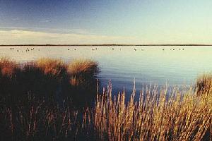 Black swans on Waituna Lagoon