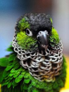 黑帽錐尾鸚鵡 黑帽錐尾鸚鵡