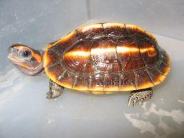 三脊棱龜 三脊棱龜
