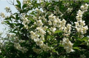 毛柱山梅花 毛柱山梅花