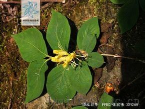 小花須蕊忍冬 小花須蕊忍冬