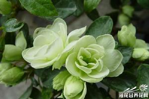 顯綠杜鵑 顯綠杜鵑