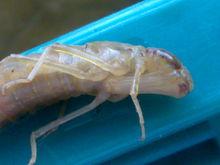 複眼及其口器特寫