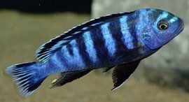 特藍斑馬 特藍斑馬