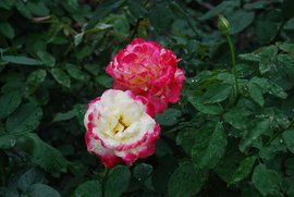 卡薩布蘭卡花 卡薩布蘭卡花