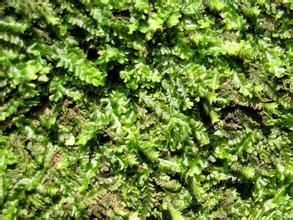 短柄刺疣蘚 短柄刺疣蘚