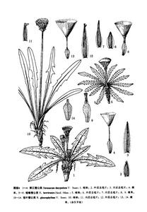 麗江蒲公英 麗江蒲公英