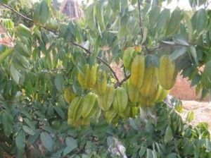 大果甜楊桃一號 大果甜楊桃一號