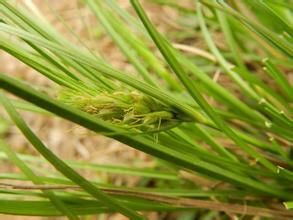 匿鱗薹草 匿鱗薹草