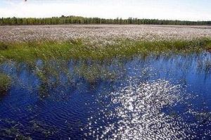 吉林莫莫格國家級自然保護區 吉林莫莫格國家級自然保護區