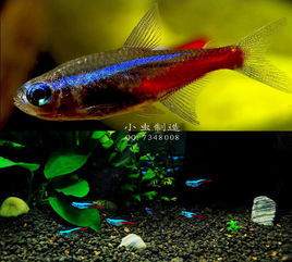 小鰭新燈魚 小鰭新燈魚