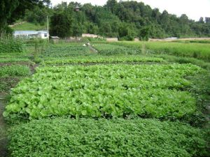 紅光自然村 紅光自然村