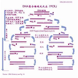 聚合酶鏈鎖反應