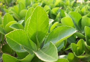 柳葉冬青 柳葉冬青