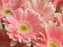 粉菊花[菊科草本植物]