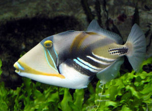 鴛鴦炮彈魚 鴛鴦炮彈魚