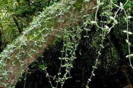 南瓜子金 南瓜子金