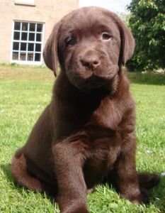 蹲伏獵狗 蹲伏獵狗