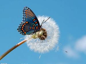 蝴蝶的舌頭[馬努埃爾&middot;里瓦斯所著圖書]