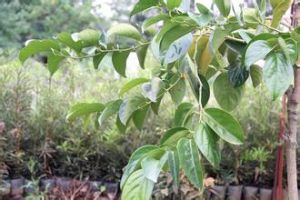 呂宋毛蕊木 呂宋毛蕊木