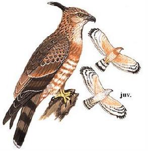 褐冠鵑隼