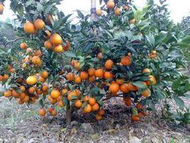 天草桔橙 天草桔橙