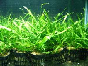 細葉皇冠 細葉皇冠