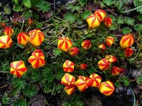 醉魚草科 醉魚草科