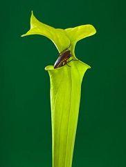 疏鬆狸藻 疏鬆狸藻