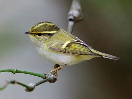 黃腰柳鶯 黃腰柳鶯