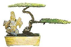 黃楊盆景 黃楊盆景