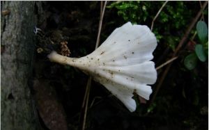 淺色擬韌革菌 淺色擬韌革菌