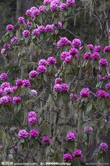 小花紫玉盤 小花紫玉盤