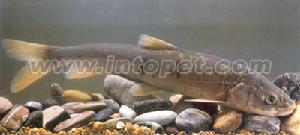 （圖）青藏高原濕地美