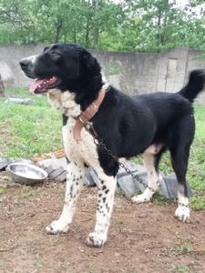 中亞牧羊犬