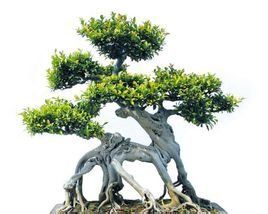 嶺南盆景 嶺南盆景