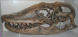 古巨蜥頭骨化石