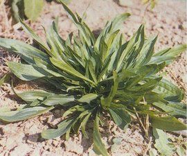 長葉車前 長葉車前