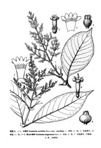 水錦樹(原亞種) 水錦樹(原亞種)