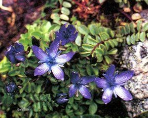 垂花肋柱花 垂花肋柱花